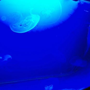 Dans le sillage des requins - Aquarium de la Porte Dorée - Paris 2010