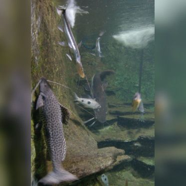 Dans le sillage des requins - Aquarium de la Porte Dorée - Paris 2010