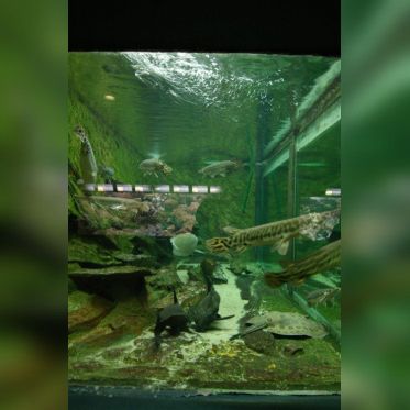 Dans le sillage des requins - Aquarium de la Porte Dorée - Paris 2010