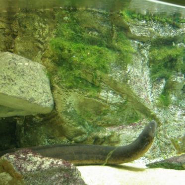 Dans le sillage des requins - Aquarium de la Porte Dorée - Paris 2010