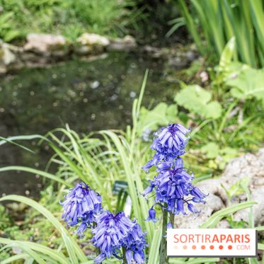 Le Jardin Alpin caché du Jardin des Plantes
