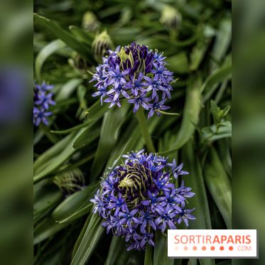 Le Jardin Alpin caché du Jardin des Plantes