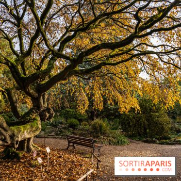Le Jardin Alpin caché du Jardin des Plantes