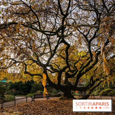 Le Jardin Alpin caché du Jardin des Plantes