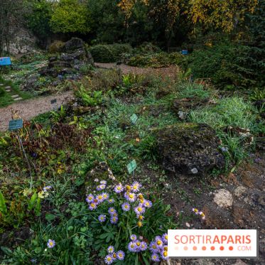 Le Jardin Alpin caché du Jardin des Plantes