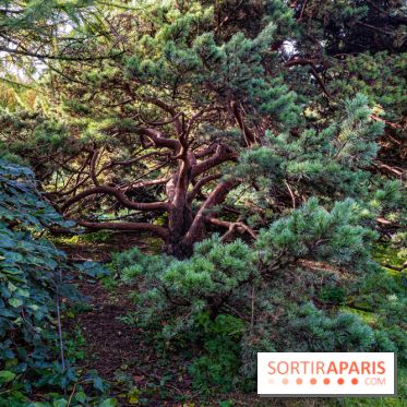 Le Jardin Alpin caché du Jardin des Plantes