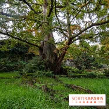 Le Jardin Alpin caché du Jardin des Plantes