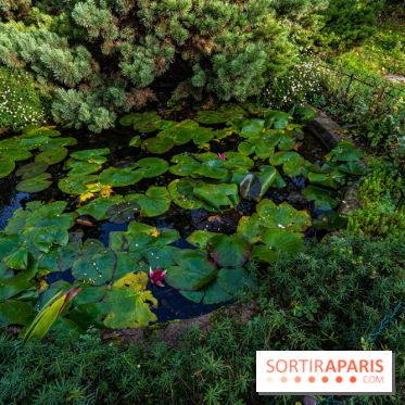 Le Jardin Alpin caché du Jardin des Plantes