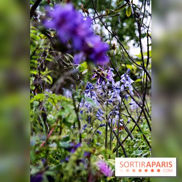 Le Jardin Alpin caché du Jardin des Plantes