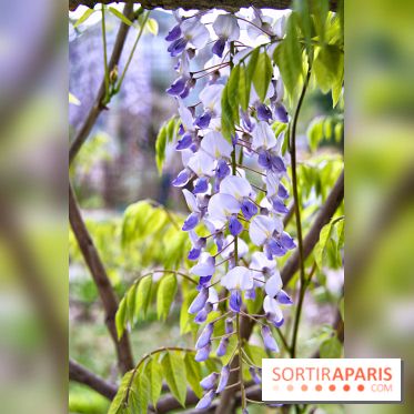 Le Jardin Alpin caché du Jardin des Plantes