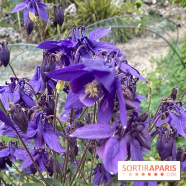 Le Jardin Alpin caché du Jardin des Plantes