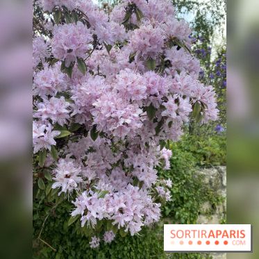 Le Jardin Alpin caché du Jardin des Plantes