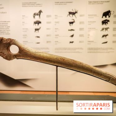 Arts et Préhistoire, l'exposition de peintures rupestres au Musée de l'Homme - nos photos