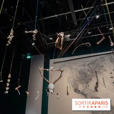 Musicanimale, l'exposition à la Philharmonie