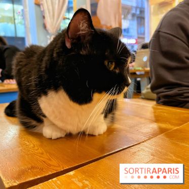Chat Mallows Café