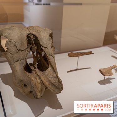 Picasso et la Préhistoire, les photos de l'exposition au Musée de l'Homme