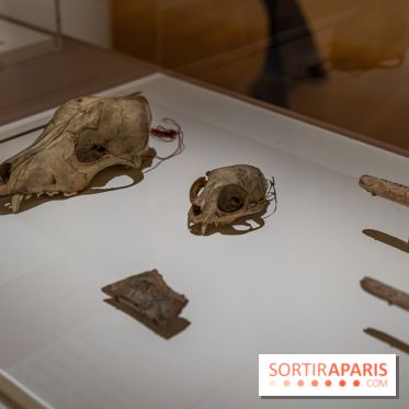 Picasso et la Préhistoire, les photos de l'exposition au Musée de l'Homme