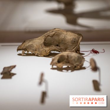 Picasso et la Préhistoire, les photos de l'exposition au Musée de l'Homme