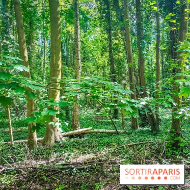 Le Hangar Y à Meudon, nos photos - forêt 