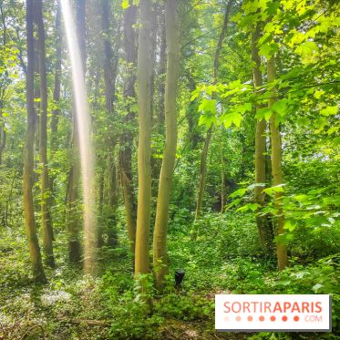 Le Hangar Y à Meudon, nos photos - forêt 