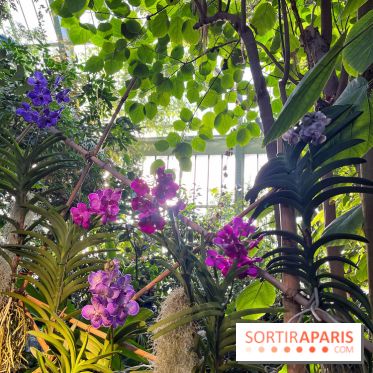 Orchidées - jardin des plantes