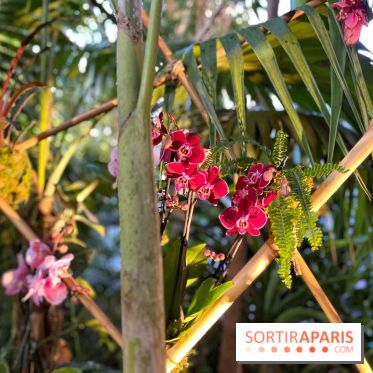 Orchidées - jardin des plantes