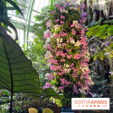 Orchidées - jardin des plantes
