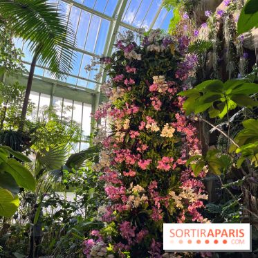 Orchidées - jardin des plantes