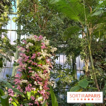 Orchidées - jardin des plantes