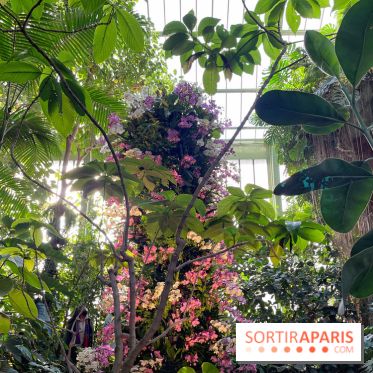 Orchidées - jardin des plantes