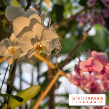 Orchidées - jardin des plantes