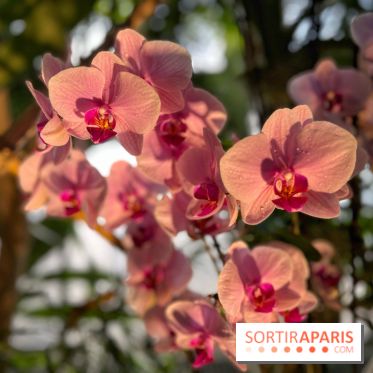 Orchidées - jardin des plantes