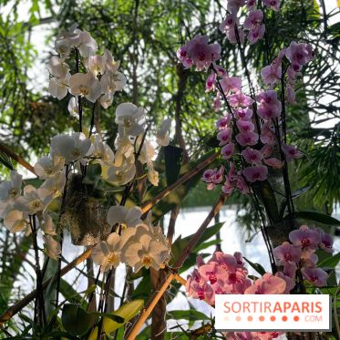 Orchidées - jardin des plantes