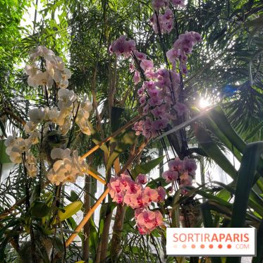 Orchidées - jardin des plantes