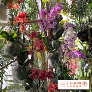 Orchidées - jardin des plantes