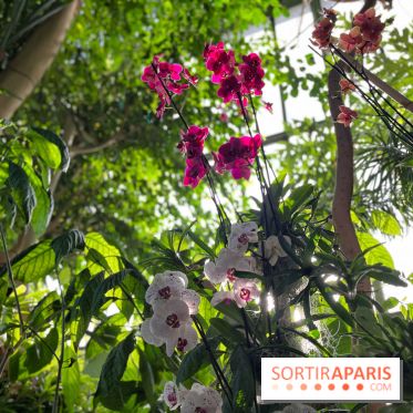 Orchidées - jardin des plantes