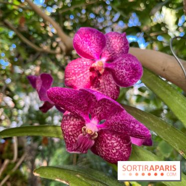 Orchidées - jardin des plantes