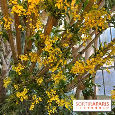 Orchidées - jardin des plantes