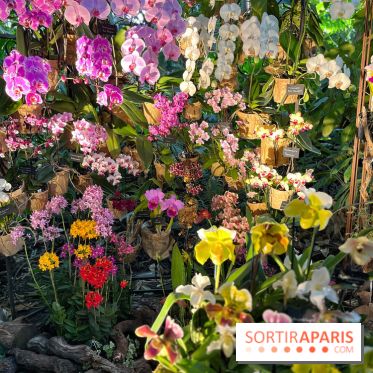 Orchidées - jardin des plantes