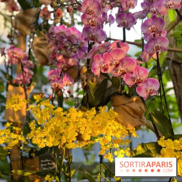 Orchidées - jardin des plantes