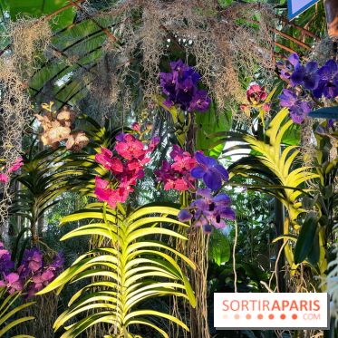 Orchidées - jardin des plantes