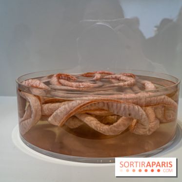 Exposition Avant l'orage à la Bourse de Commerce - Pinault Collection - urgence climatique