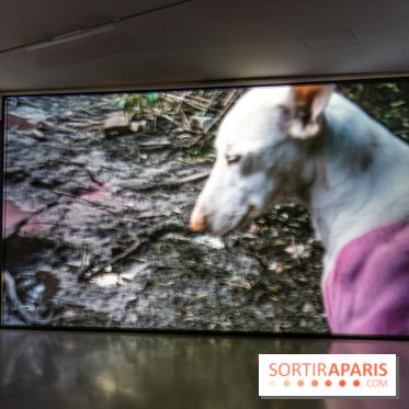 Exposition Avant l'orage à la Bourse de Commerce - Pinault Collection - urgence climatique