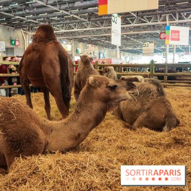 Salon de l'agriculture 2023