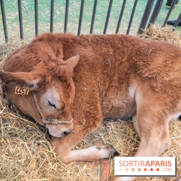 Salon de l'agriculture 2023
