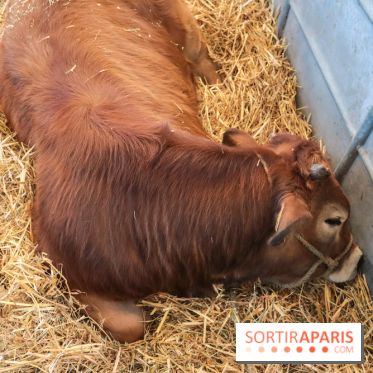 Salon de l'agriculture 2023