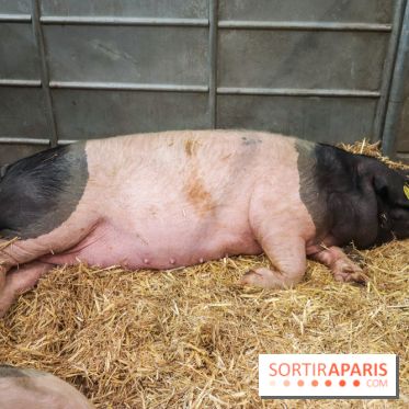 Salon de l'agriculture 2023