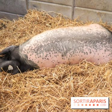 Salon de l'agriculture 2023