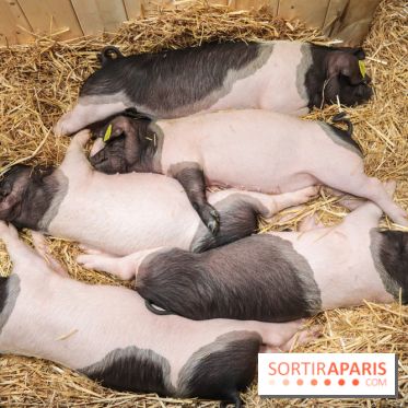 Salon de l'agriculture 2023