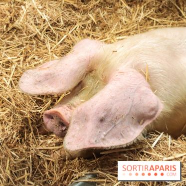 Salon de l'agriculture 2023 - (1)